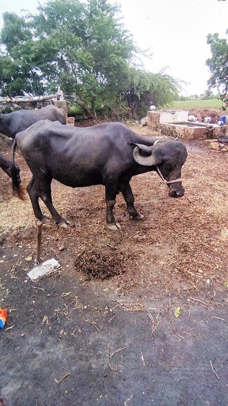 ખડેલી વેચવાની છ...