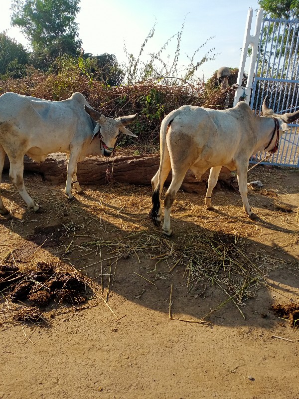 ગોઢલા