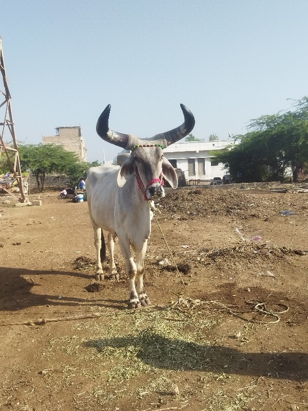 શિવ શહેર શિવ શહ...