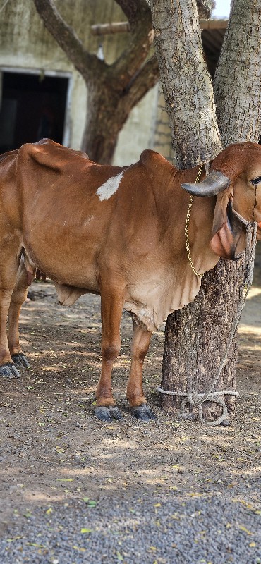 ગાય વેચવાની છે