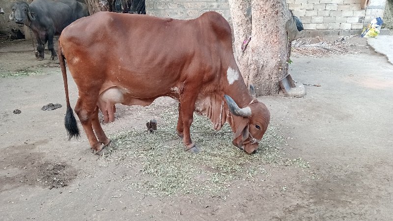 ગીરગાય