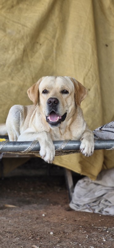 labrador