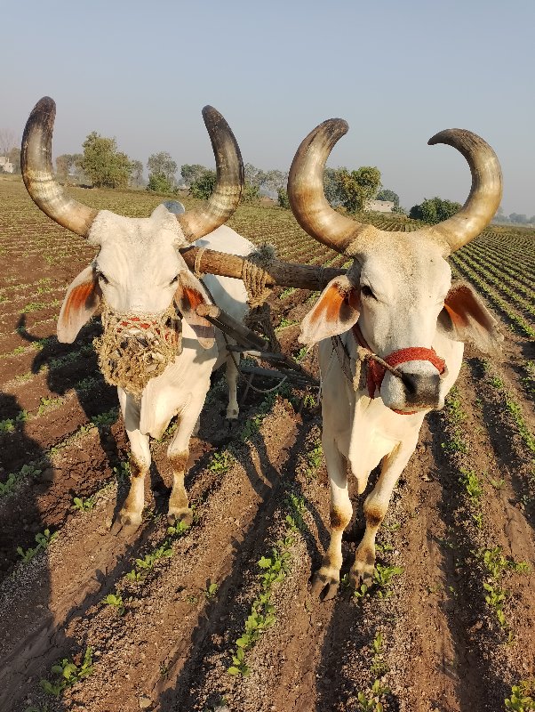 બળદ ગોઢલા