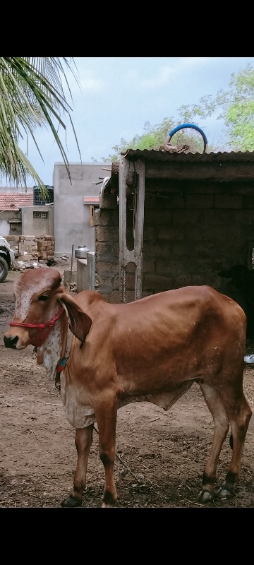 ઓરિજનલ ગીર બદુળ...