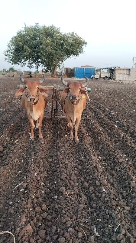 ગોઢલા વેચવાના છ...