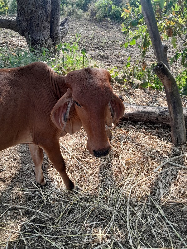 વાસળી