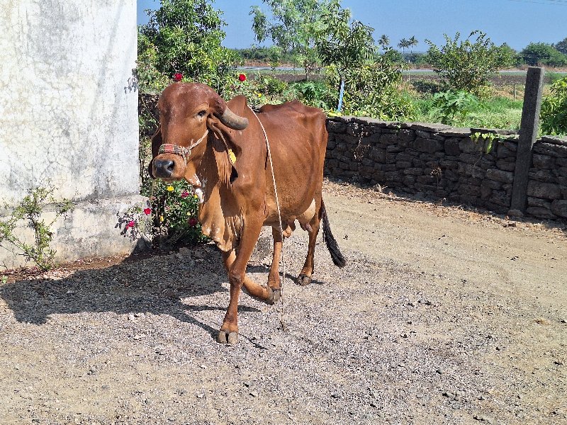 ગીર ગાય