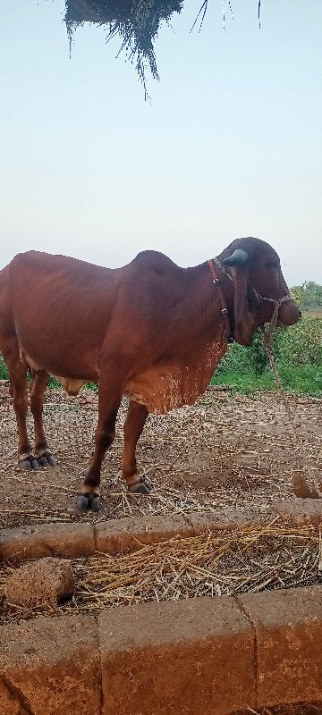 ગીર હોડકી