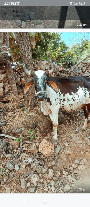 વીસ દિવસ ની વાર