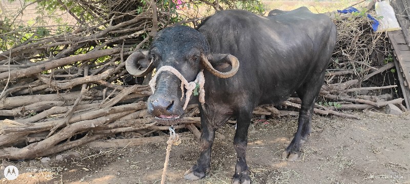 ખડેલું વેચવાનું...