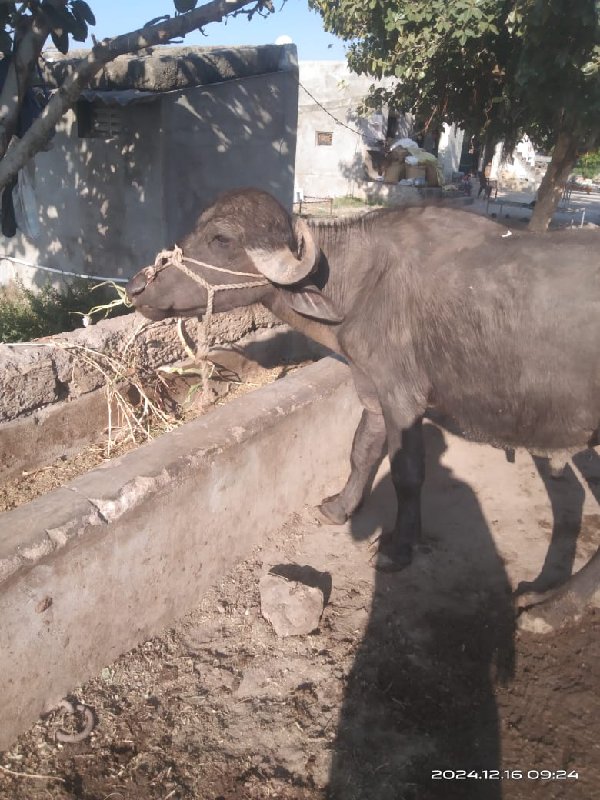 પાડો નેસવાનો છં