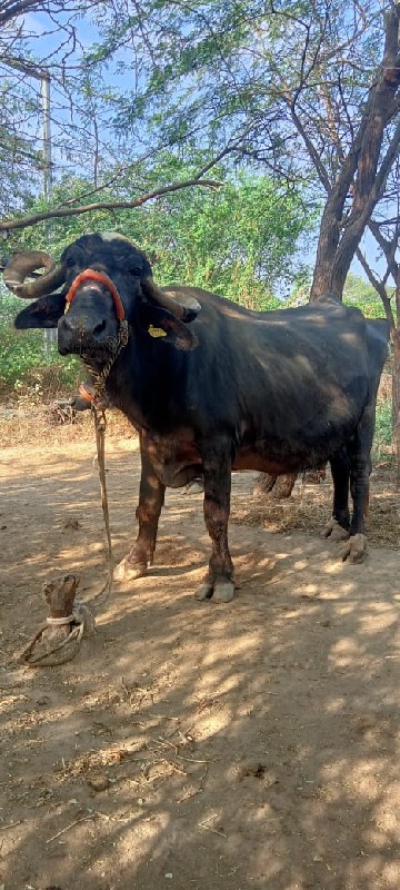 ભેંસ વેચવાની છે