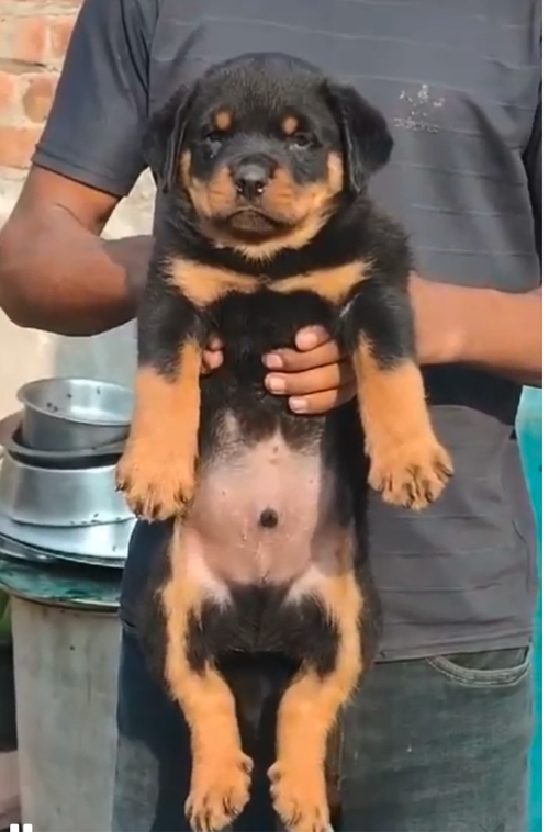 Rottweiler male