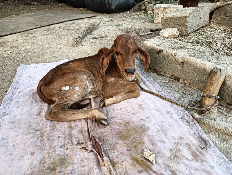 ગાય વેસવાની સે