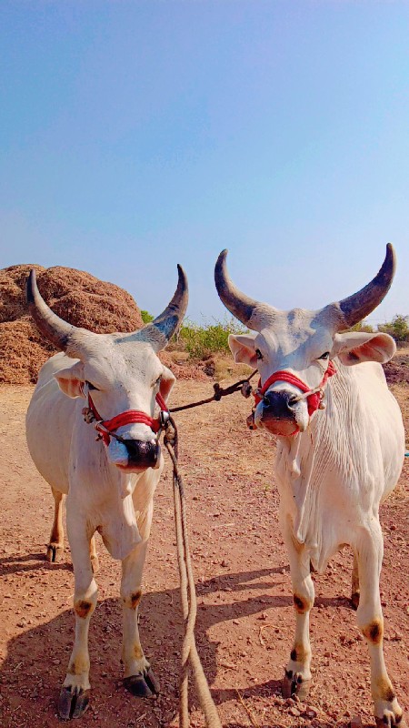 લૂખીના ફોન નો ક...