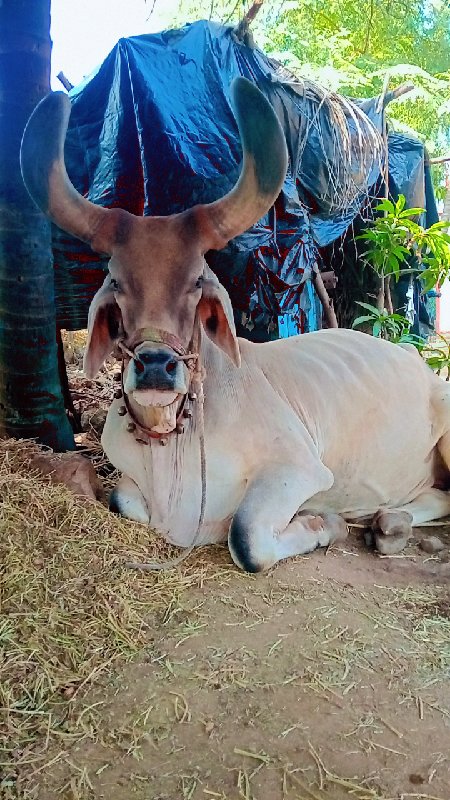 બળદ વેચવાનો છે