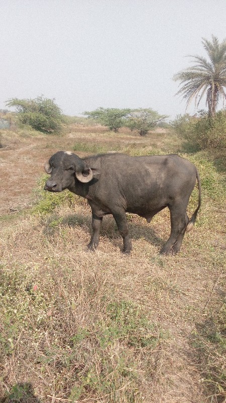 પાડો