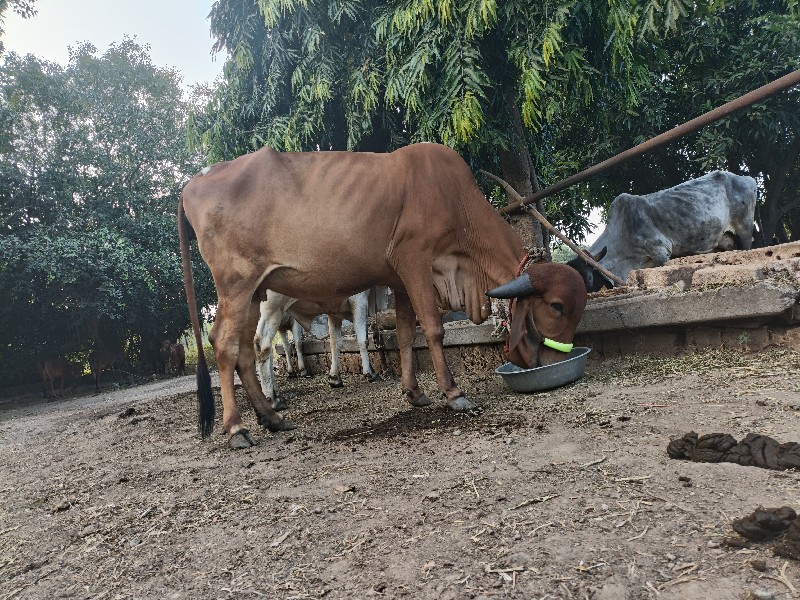 ગાય વેચવાની છે