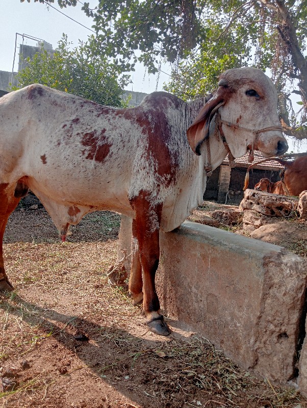 ધનખુટ