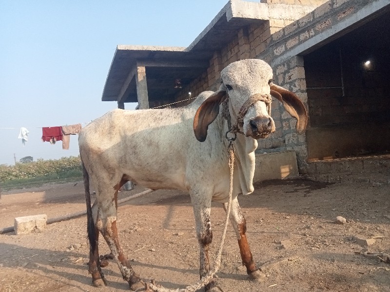 વાસડી વેચવાની સ...