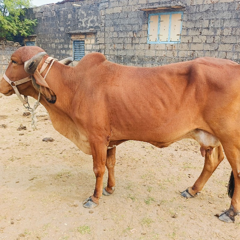 ૨ ગાયો વેચવાની...