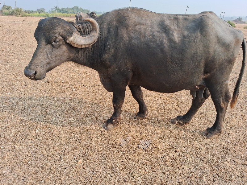 ભેસ  વેચવા નિ...