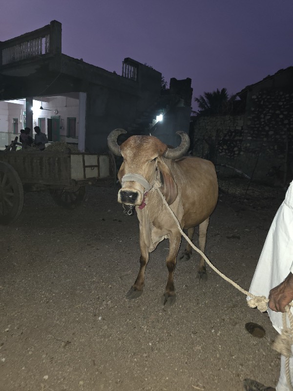 ગાય