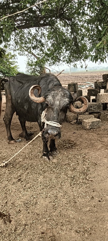 ત્રીજું વેતર છે