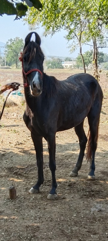 વછેરી વેચવાની છ...