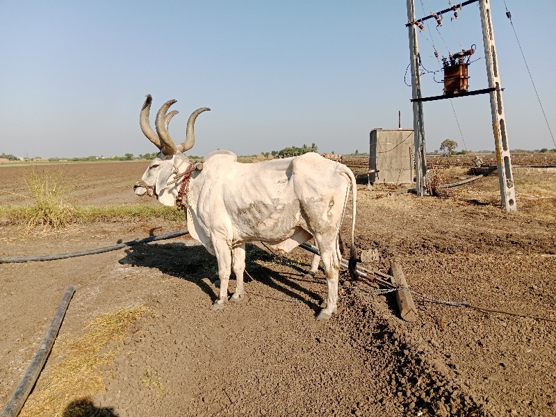 બળદ વેચવાનો છે