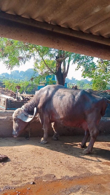 ભેશ વેશવા નિ શે