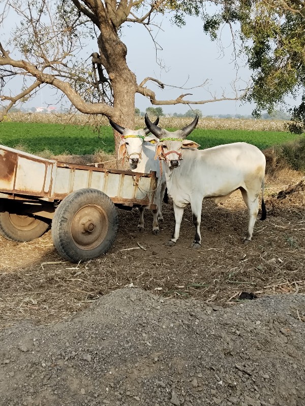 વાછડા