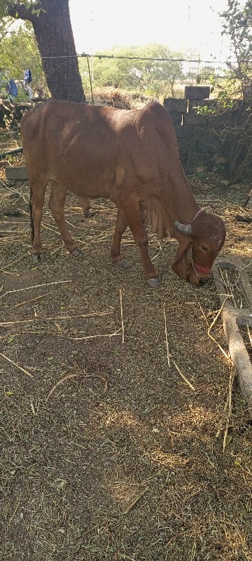 ગોધલા વેચવાના છ...