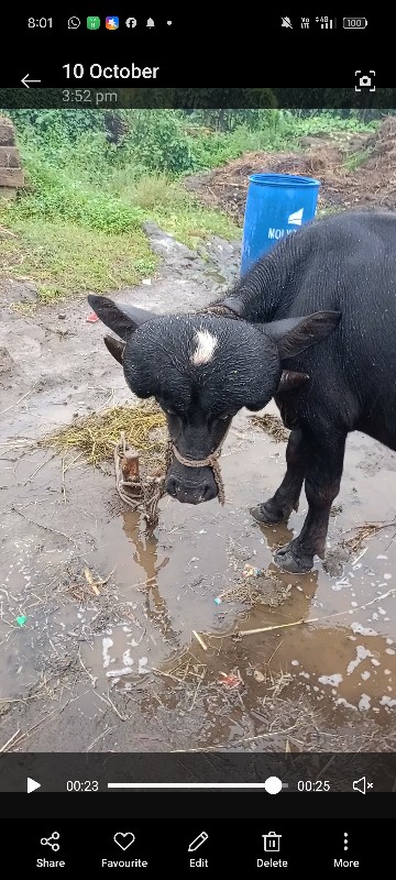 ગોહિલ વિજય