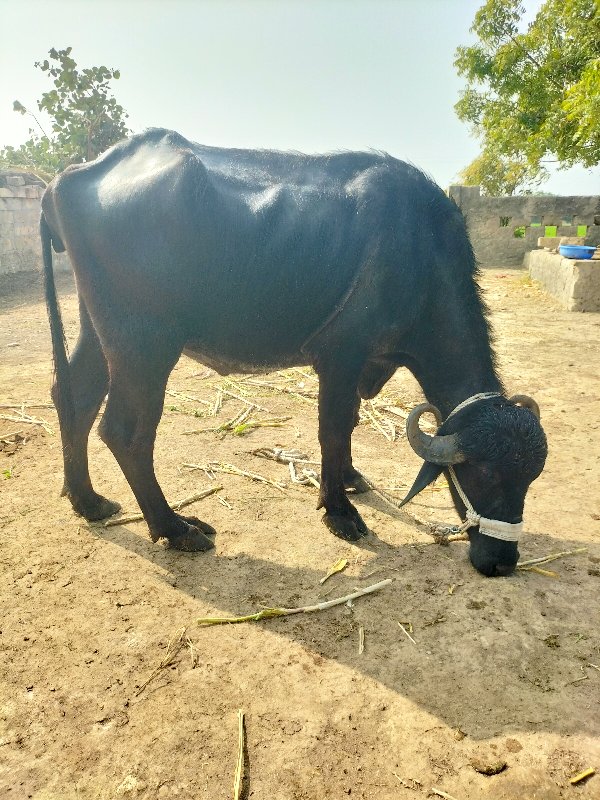 આ ખડેલું વેચવાન...