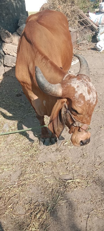 ગાય વેચવાની છે