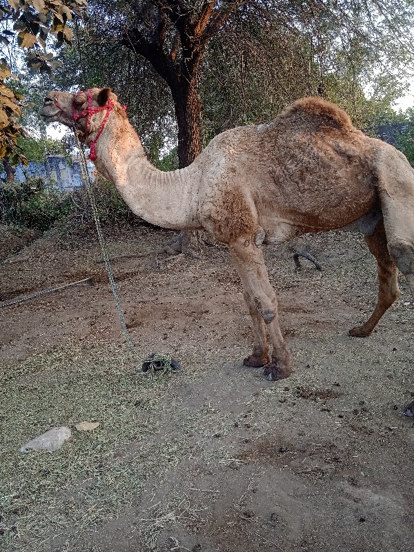 જુતવેચવાનુછે