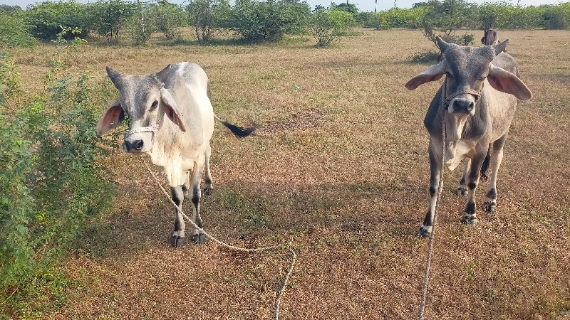 વાછડાં વેચવાના...