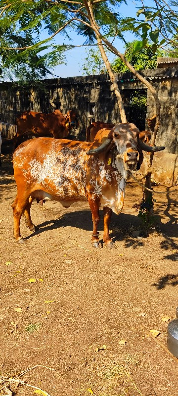 ગાય વેચવાની છે...