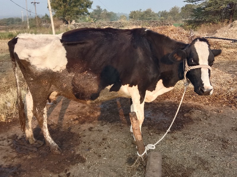 ગાય વેસવાની છે...