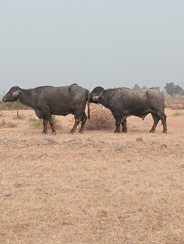 પાડો વેચવાનો છે