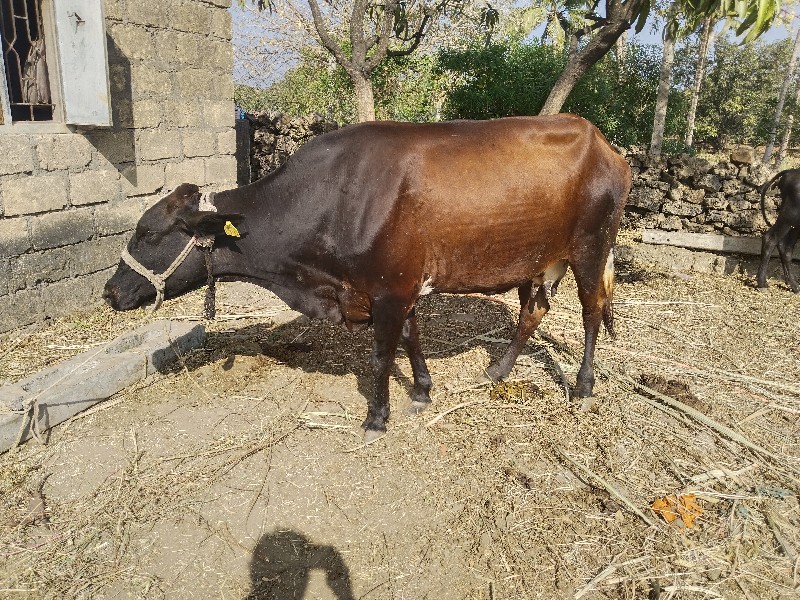 ગાભણીયુ ગાયું છ...