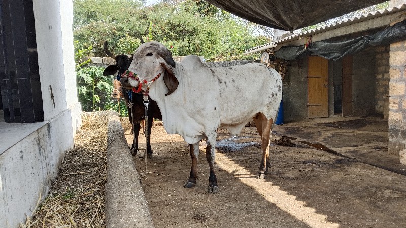 વાસડી