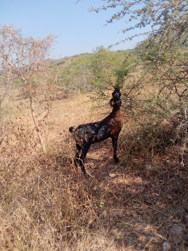 બકરીતણવેચવાનીછે