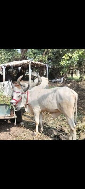 આ ગોઢલો વેચવાનો...