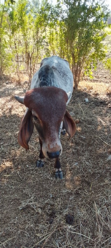 વેચવાનો છે તન વ...