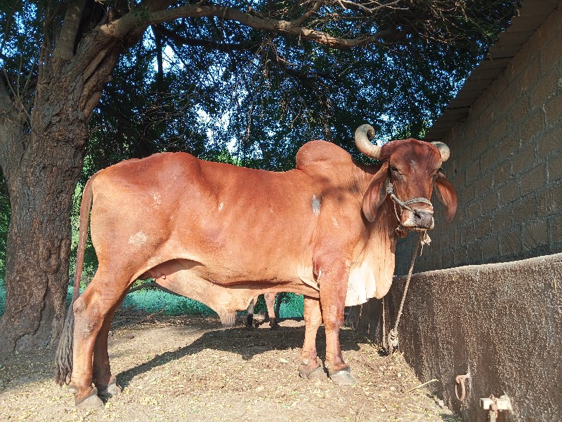 બળદ વેચવાનો છે