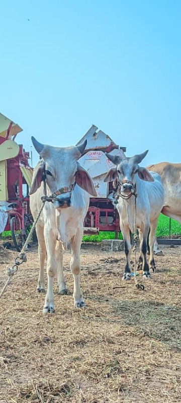 સાટા કરવાના છે