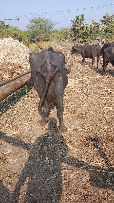 ભૅસ વૅસવાની છે...