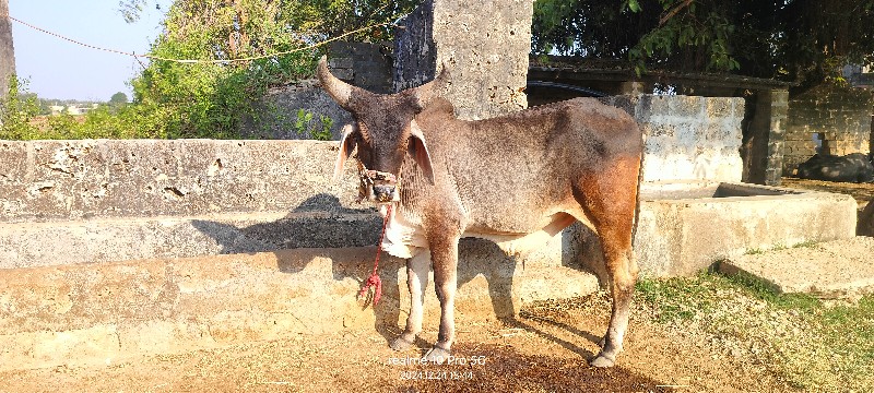 ગોઢલા વેશાવાના...